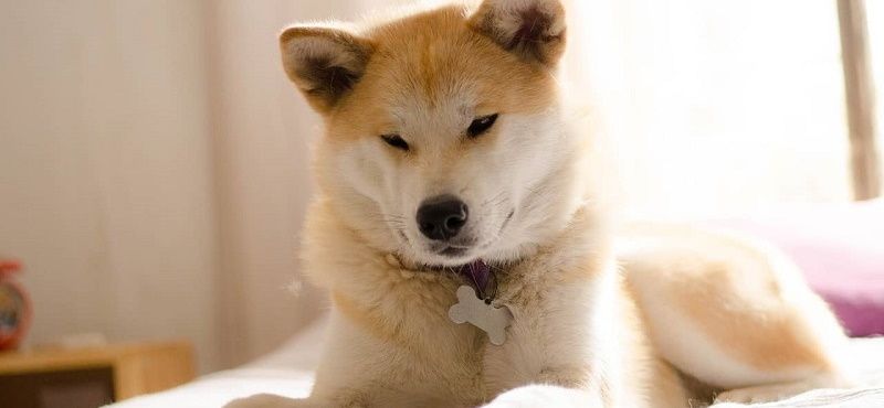 Акита ину - порода собак Акита ину - порода собак