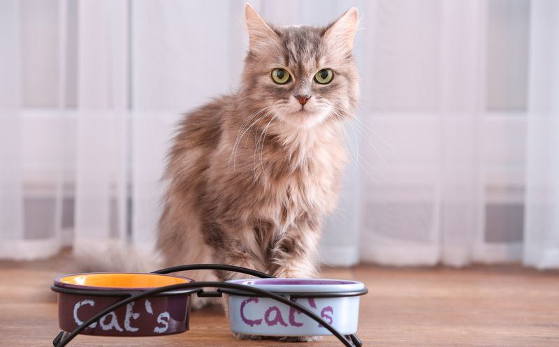 Выбираем лучшую миску для кошки