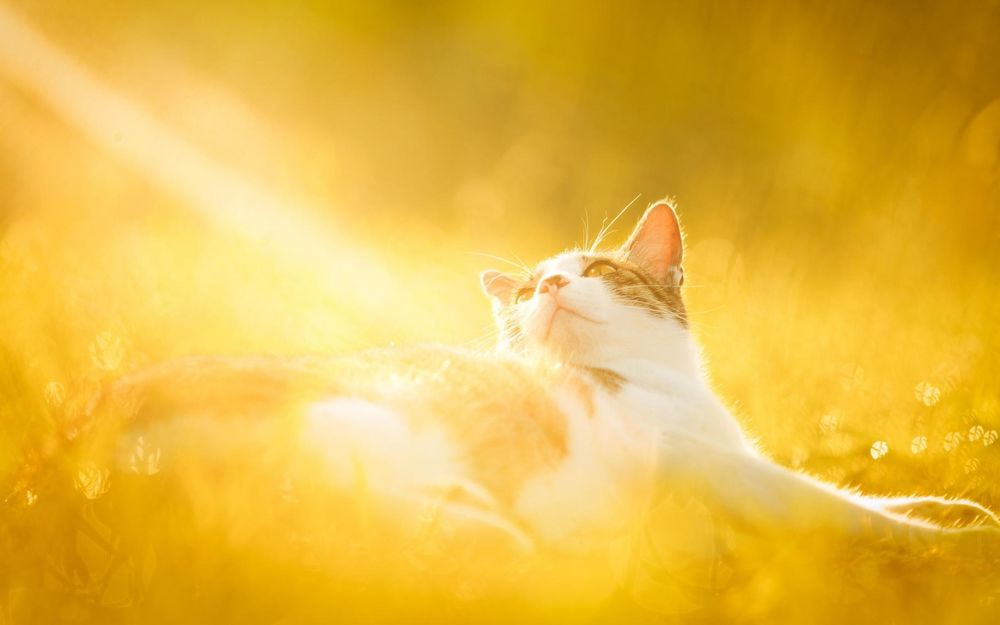 кот греется на солнце