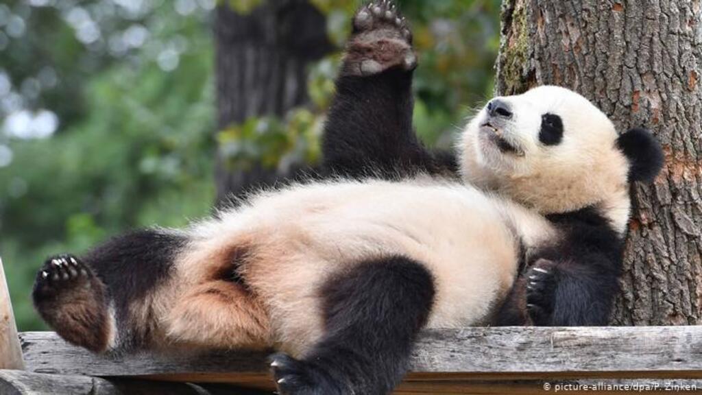 Гигантская панда