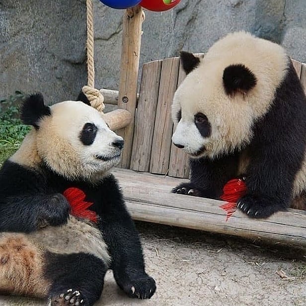 две панды