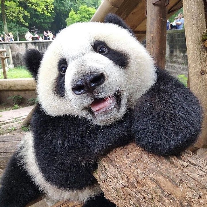 маленькая панда
