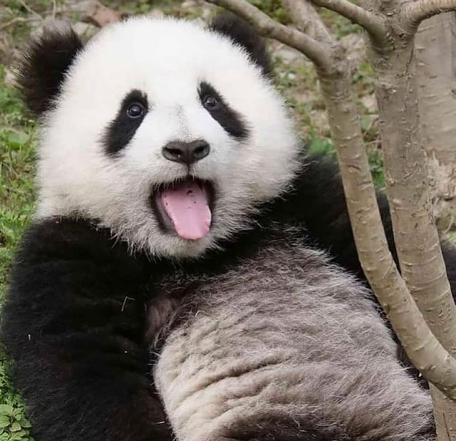 12 фактов о пандах, которые мы не знали