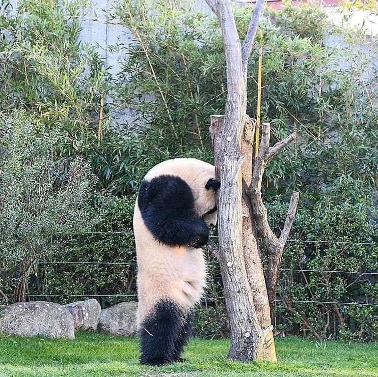 Обиженная панда (63 фото)