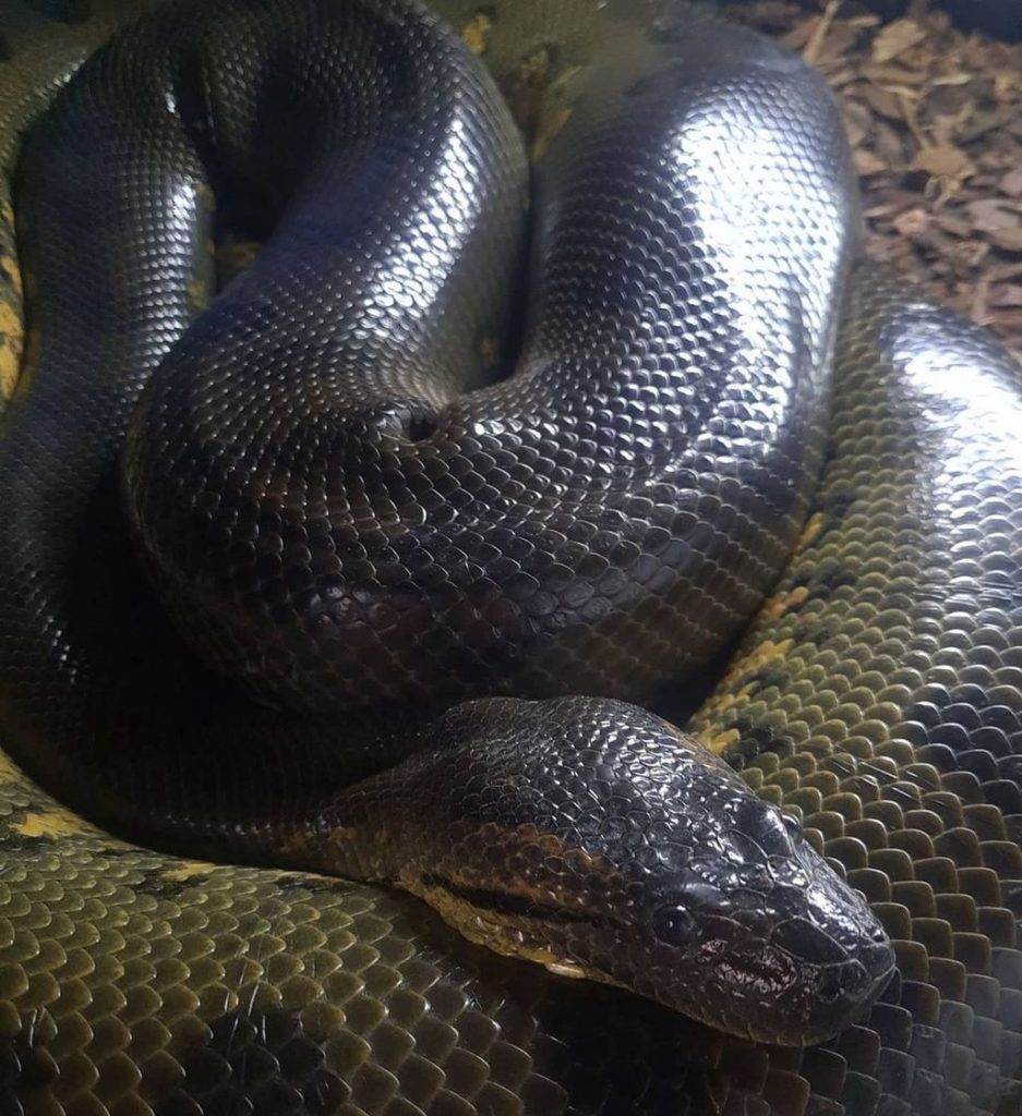 Snake Anaconda