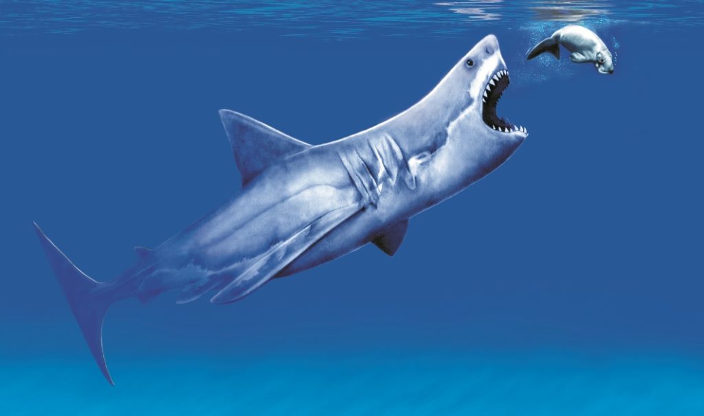 самая большая акула в мире