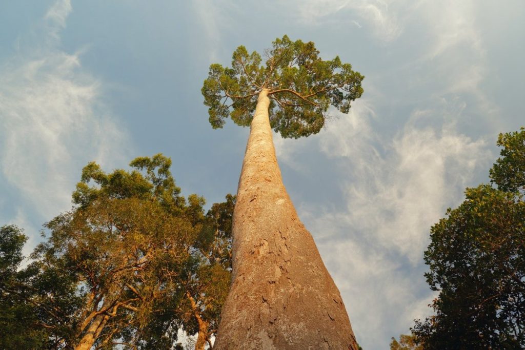 Менара топ высоких деревьев в мире 