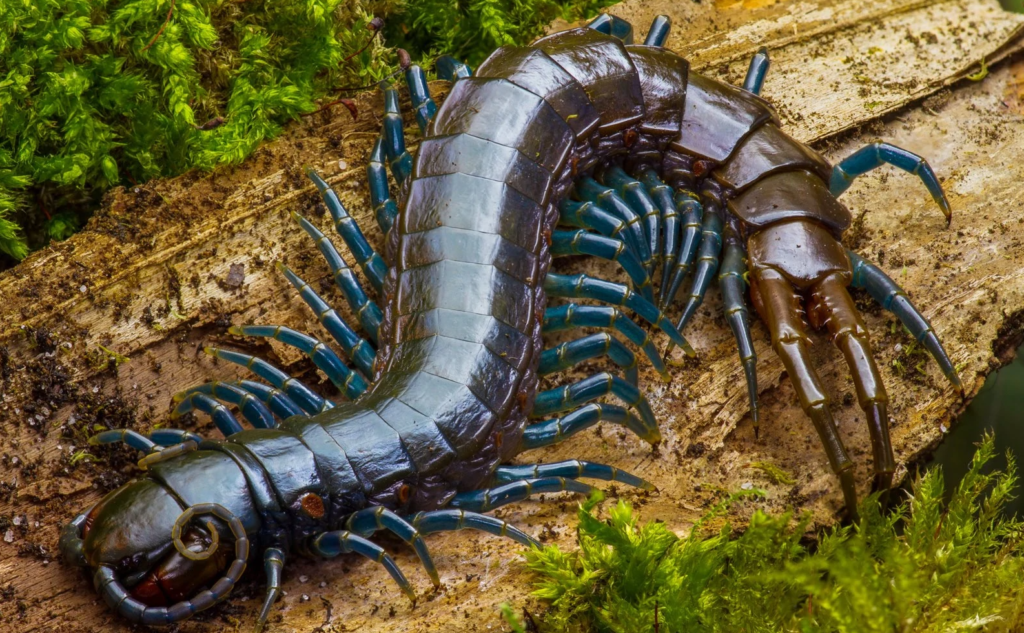 Паук Сколопендра