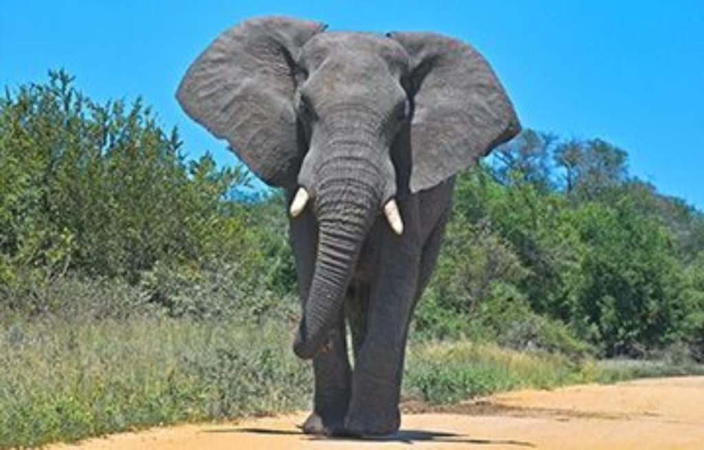 рейтинг самых больших слонов в мире 