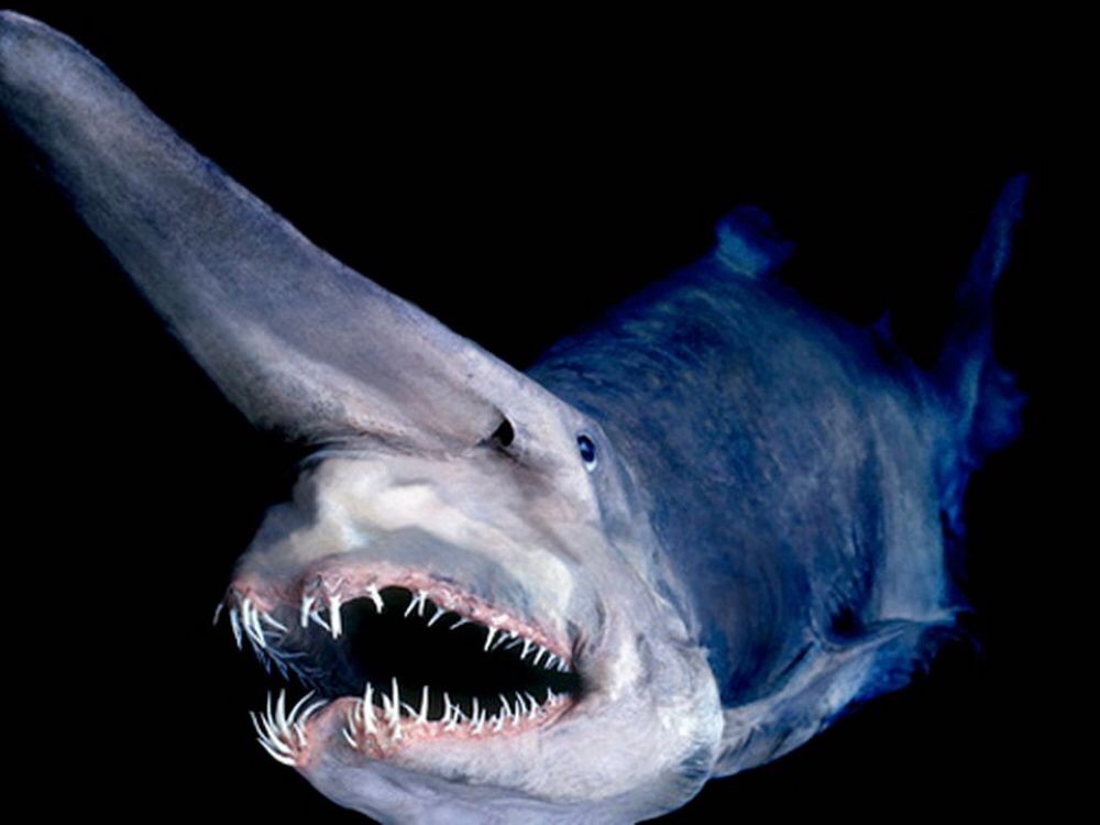 самая необычная акула в мире