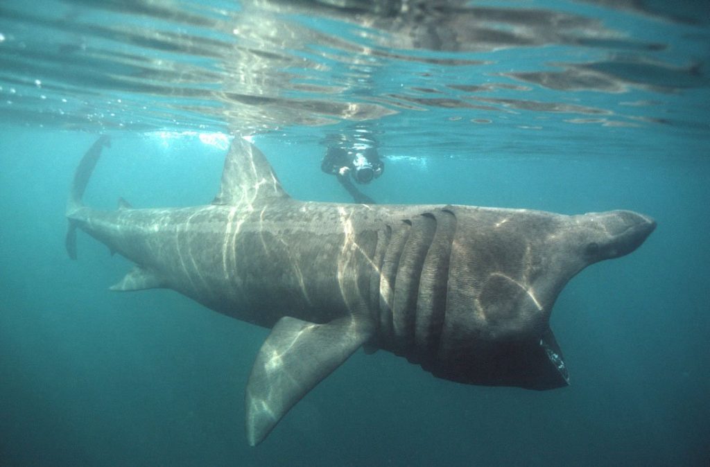 самая большая акула 