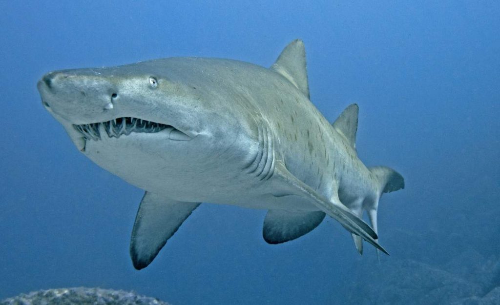 какие акулы самые опасные 
