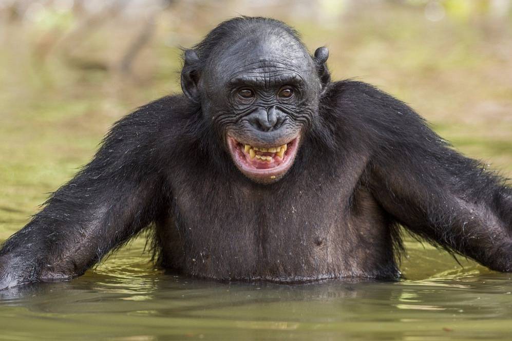 опасны ли Шимпанзе? 