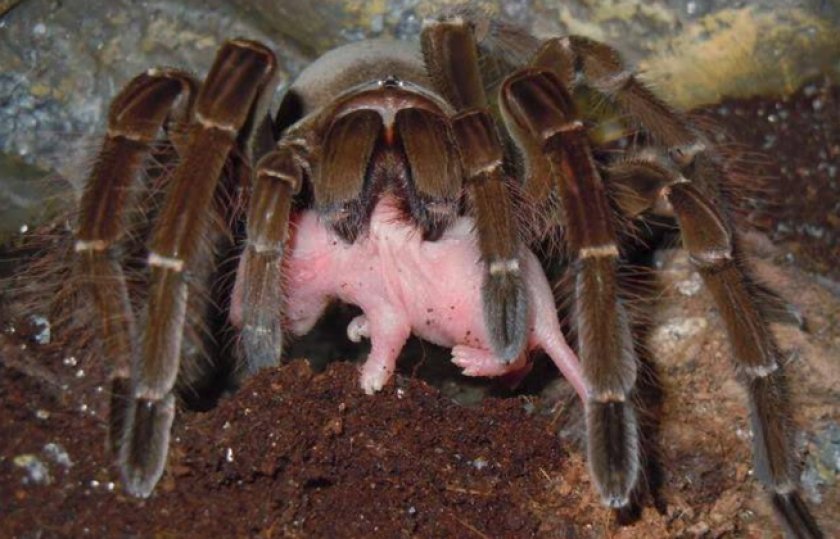 Страшный сон арахнофоба: 10 самых крупных пауков планеты