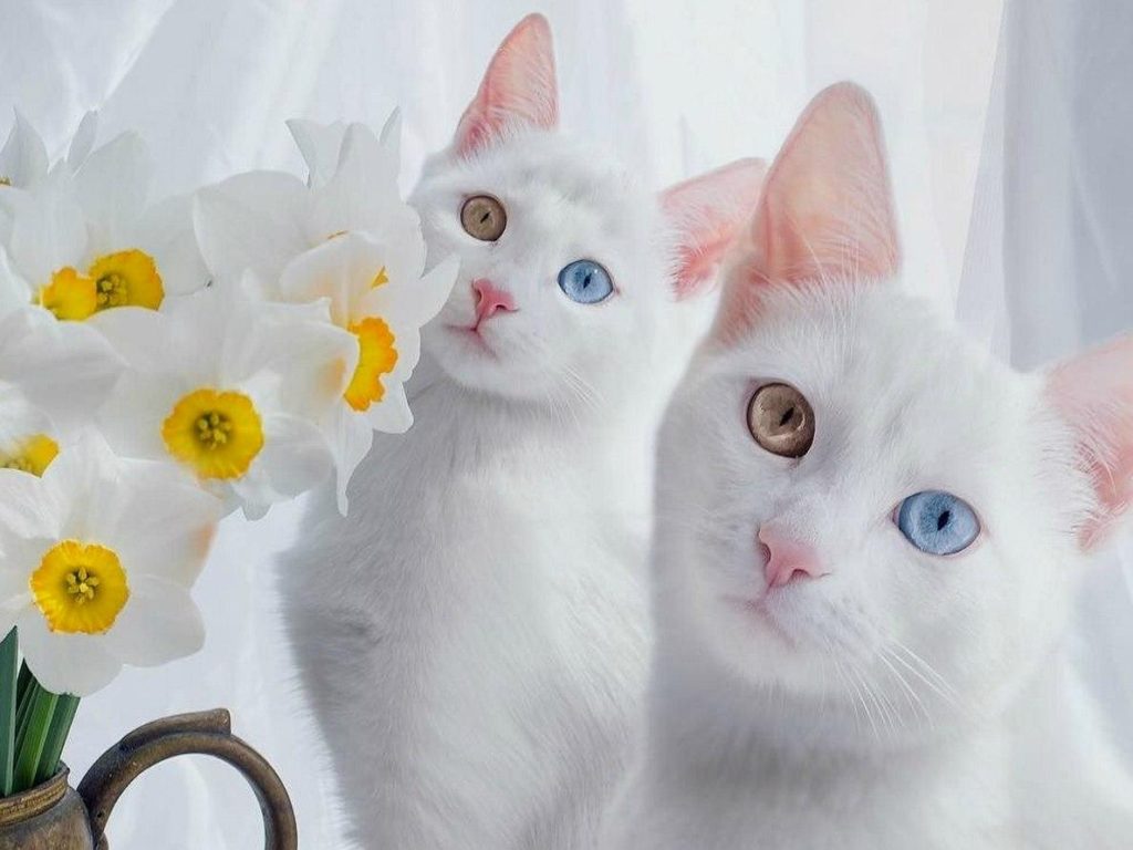 Топ 30 самых красивых и добрых кошек: фото, характер, привычки