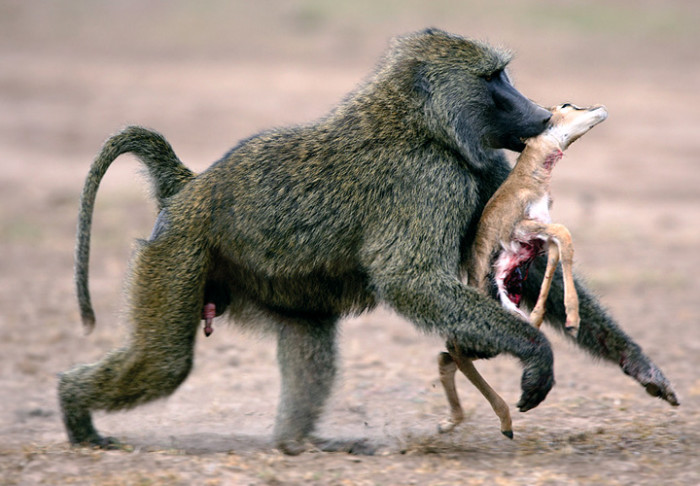 Самые опасные виды обезьян