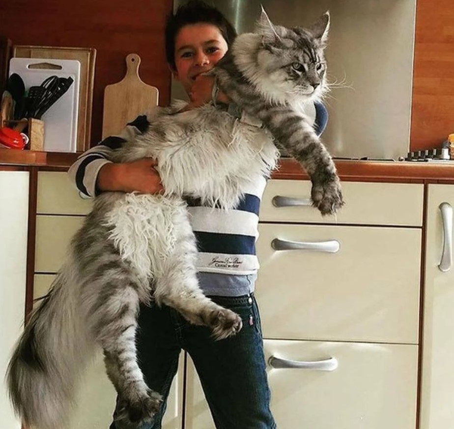 самая большая кошка в мире