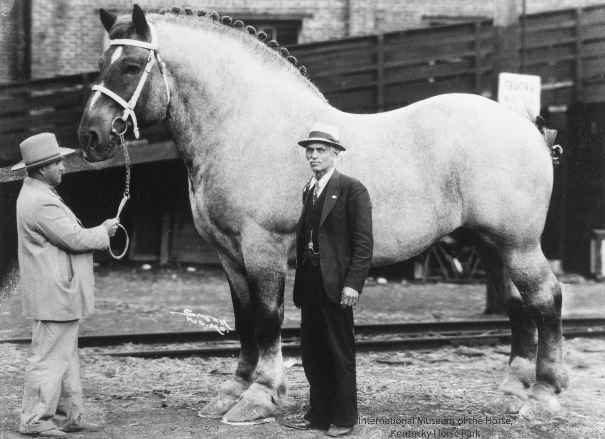 Самый большой конь в мире