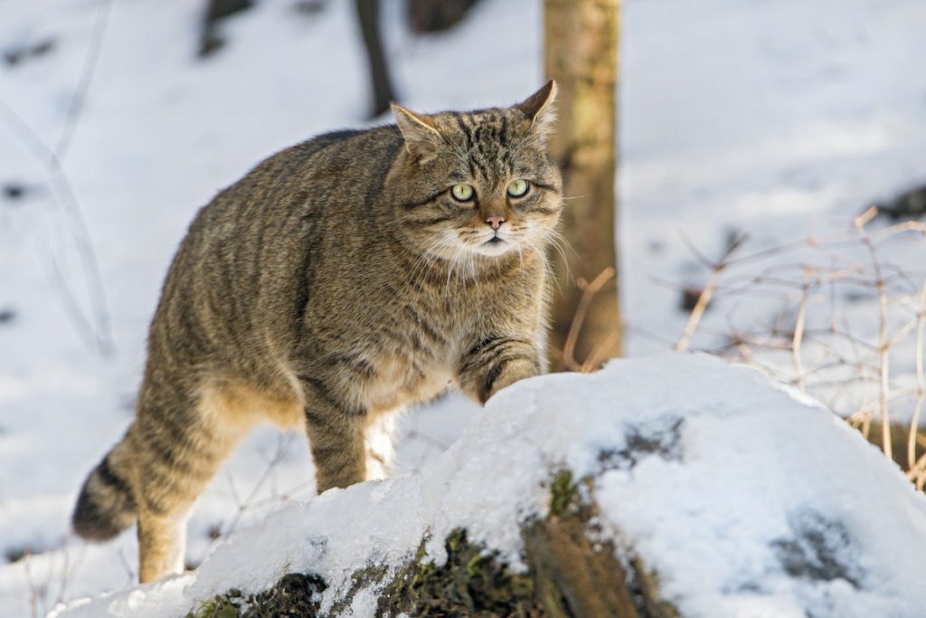 Кавказская лесная кошка