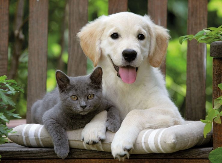 Древнерусские кошки и собаки