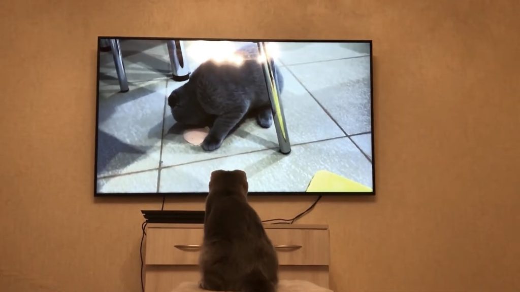вислоухий кот смотрит телевизор