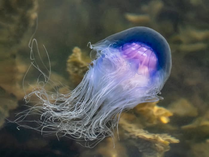 топ больших медуз