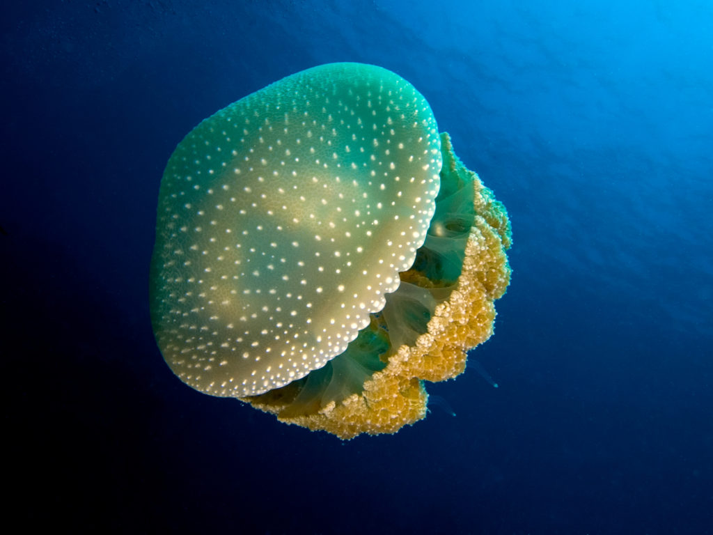 Медузы австралии