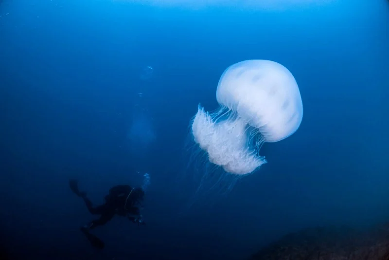 самые большие в мире медузы 
