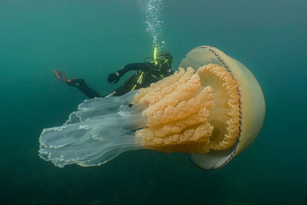 Топ 7 самых больших медуз в мире!