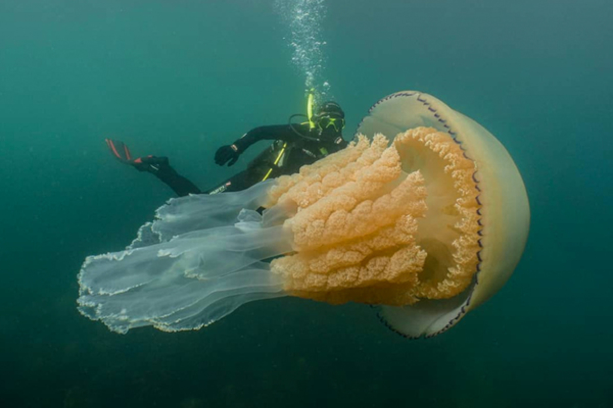 топ больших медуз