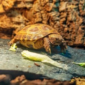 Подушка Домашняя Гостиница