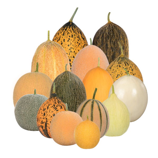 Семена Дыни