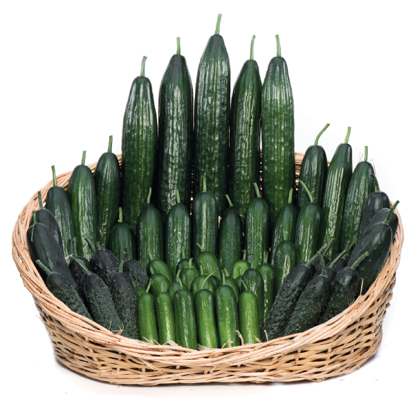 Семена Огурца