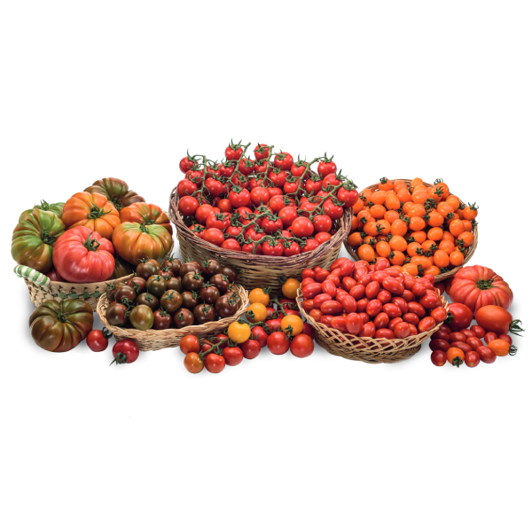 Семена Томата