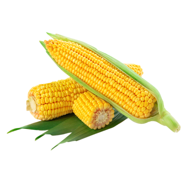 Семена Кукурузы