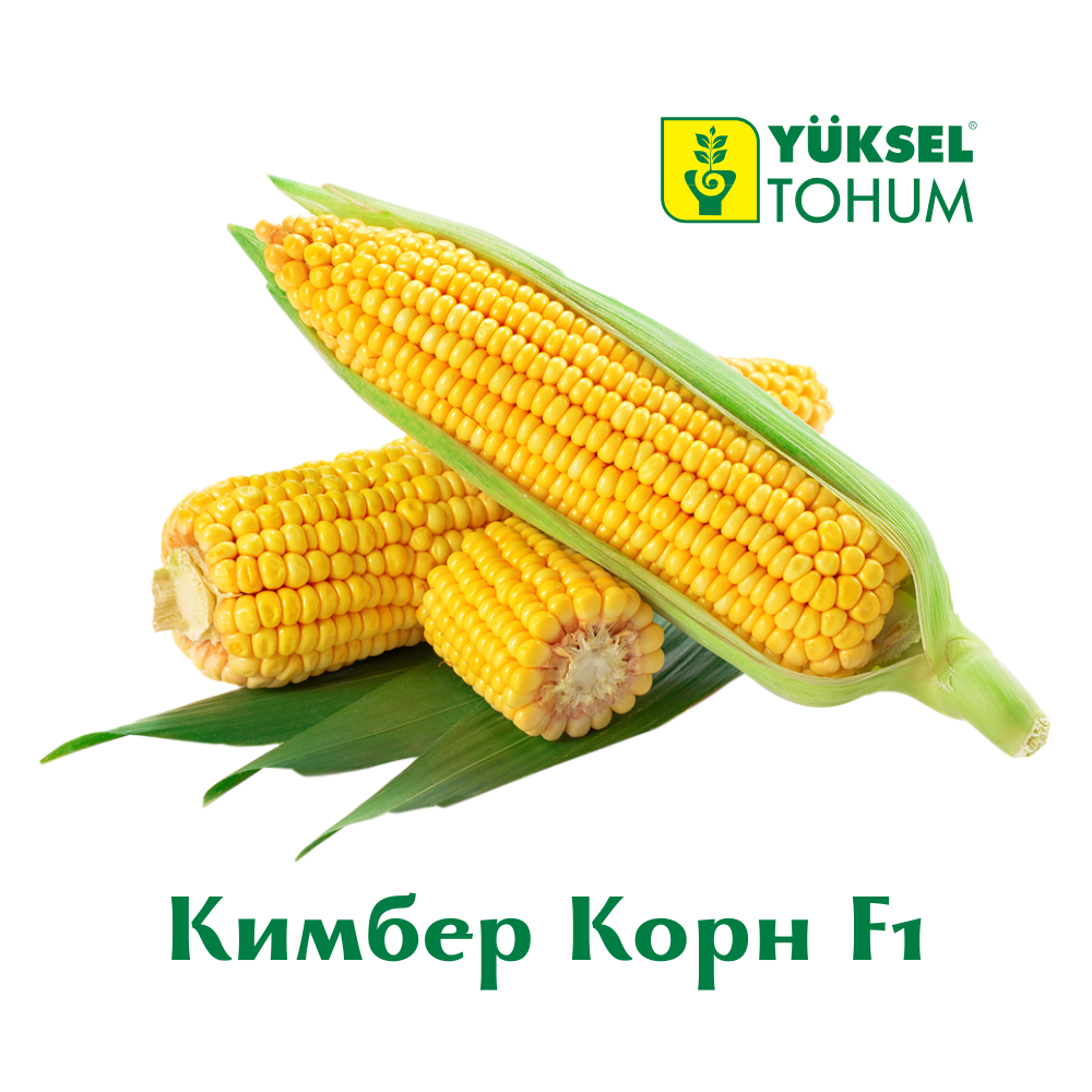 Новые гибриды кукурузы от Yuksel Seeds уже здесь