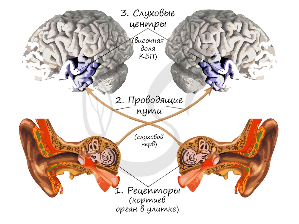 мозговой слух.jpg