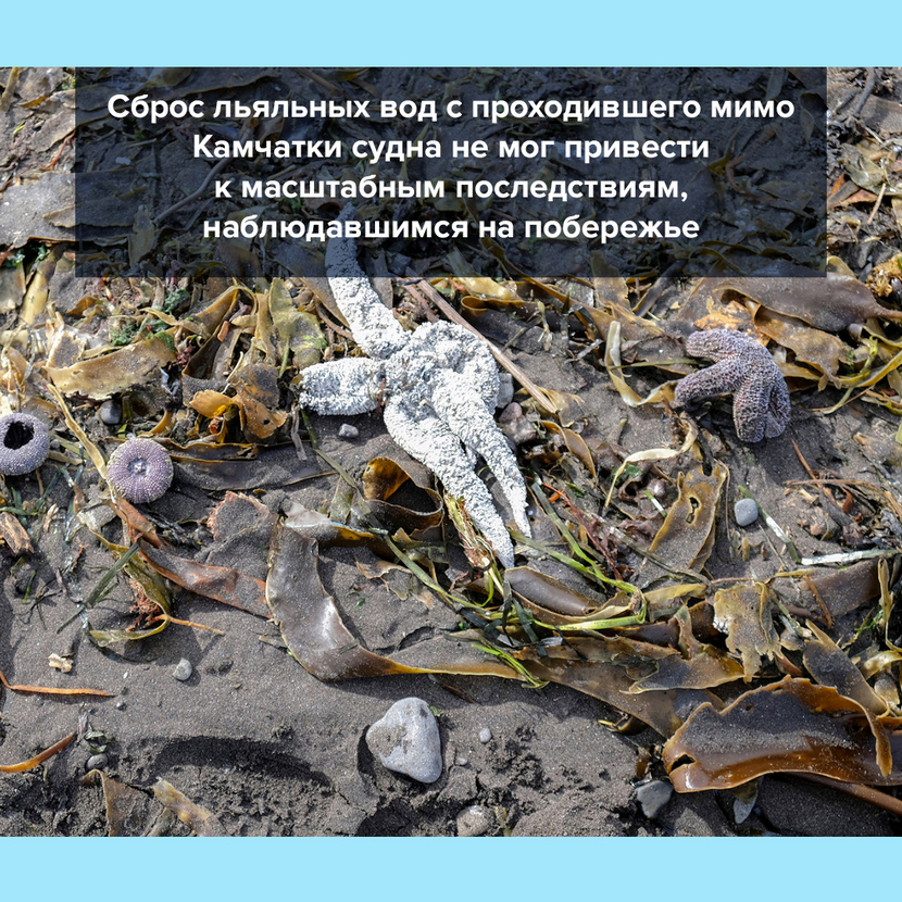 Экологическая катастрофа в черном море фото Учёные ДВФУ разобрали все версии экологического ЧП на Камчатке. Смотрите наши ка
