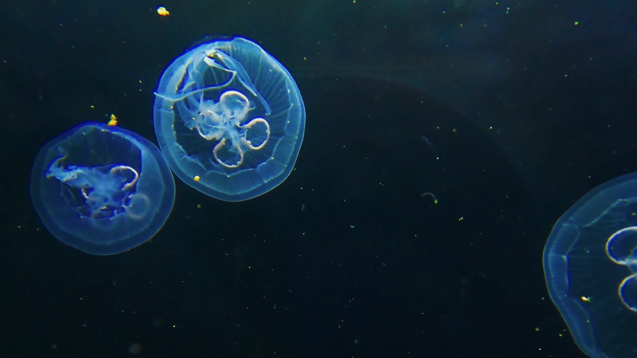 Moskvarium