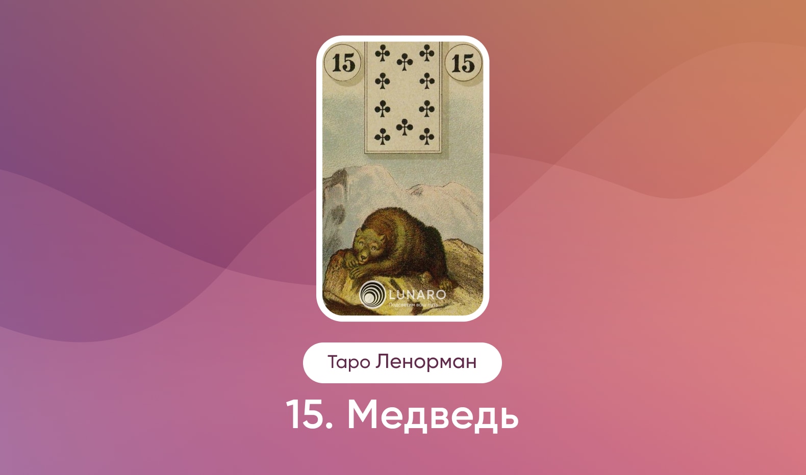 Медведь в Таро Ленорман, значение карты в раскладах