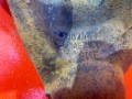 кулак поворотный правый Volkswagen Beetle 2 поколение 2001, 1.6 л., AYD, бензин, 1J0256AG, 1J0407255AH - фото №5