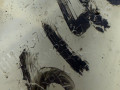 бачок расширительный Opel Corsa D 2008, 1.2 л., 55702164 - фото №4