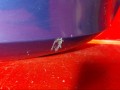 бампер задний Opel Astra H 2004, 1.4 л., Z 14 XEP, бензин, 24460353 - фото №5
