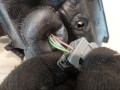 зеркало наружное левое Ford C-Max 1 поколение [рестайлинг] 2009, 1.6 л., HWDA, бензин - фото №5