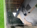 стекло двери задней правой Hyundai Accent 2 поколение (LC) 2011, 1.5 л., бензин, МКПП, седан - фото №3