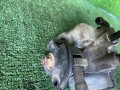 заслонка дроссельная Hyundai Accent 2 поколение (LC) 2011, 2.0 л., G4EC, бензин, МКПП, седан - фото №4