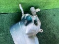 бачок омывателя Mitsubishi Carisma 1 поколение 1997, 1.6 л., бензин, 5МКПП, хетчбэк 5 дв. - фото №3