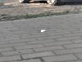 дверь задняя правая Mercedes-Benz E-Класс W214 2025, 2.0 л., бензин, АКПП, 197 - obsidian black, седан, полный привод, правый руль, A2147304402, A2147305400 - фото №5