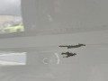 дверь задняя правая Volkswagen Touran 2 поколение 2016, 1.4 л., CZDA, бензин, АКПП, минивэн, 5TA833056 - фото №3