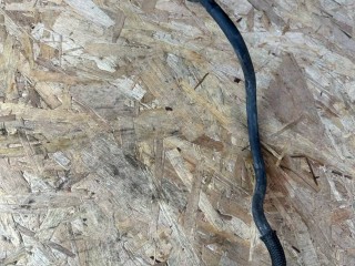 трубка обратки форсунок Lexus RX 4 поколение [рестайлинг] 2020, 3.5 л., гибрид, вариатор, красный, полный привод, правый руль, 2380131311